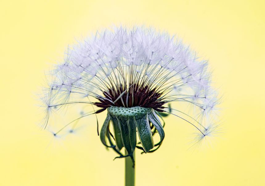 Diente de León (Taraxacum officinale).